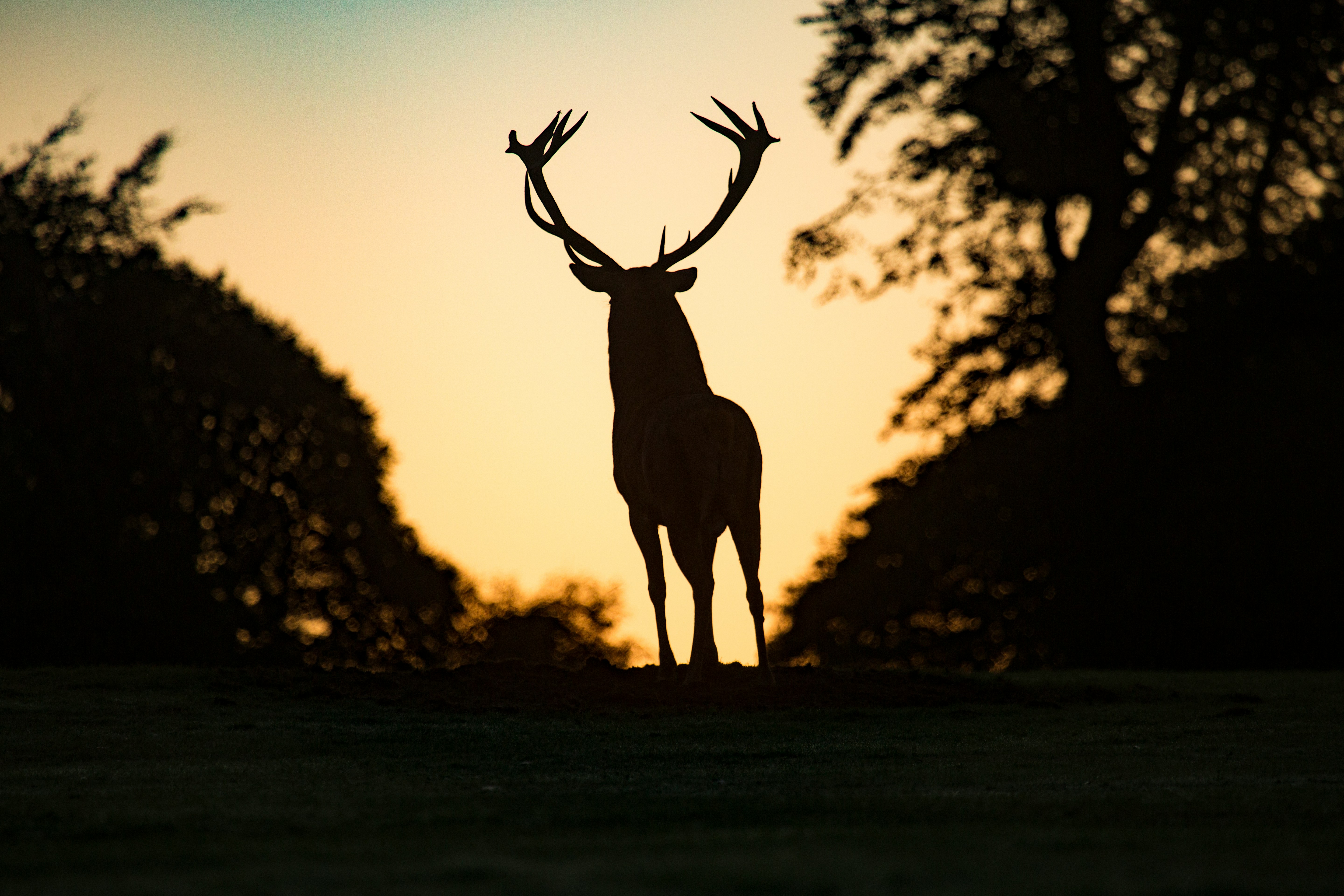 Day 4: Panting Like a Deer (Waking Up Thirsty Series)