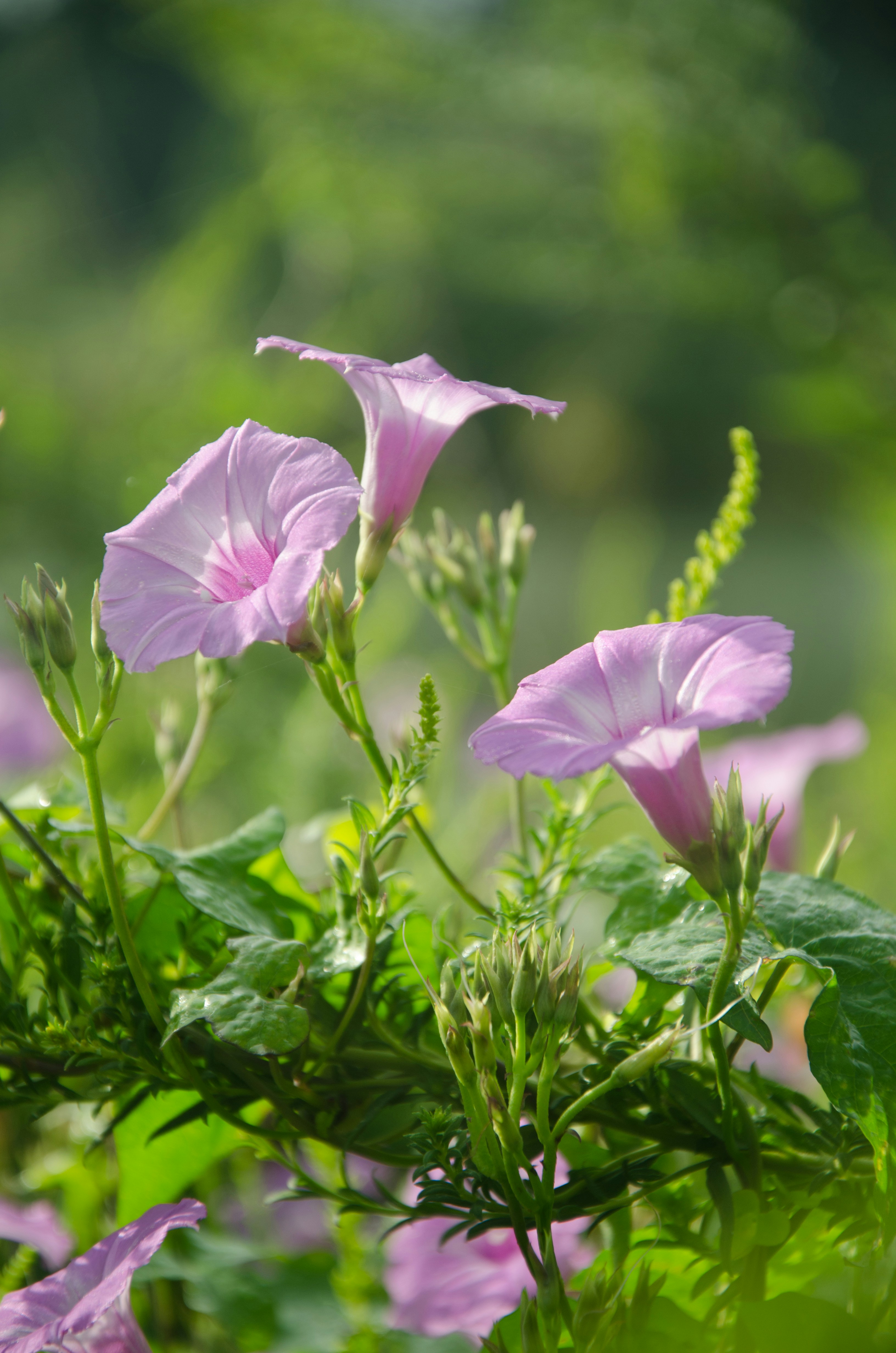 Day 5: Morning Glory (Waking Up Thirsty Series)